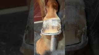 Rasping the top of the hoof hoofcare horse hooftrimming asmr shorts [upl. by Htebasile]