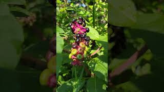 Toxic Pokeweed [upl. by Weingarten]