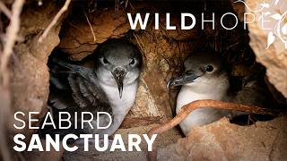 Creating new homes for Hawaii’s endangered seabirds  WILD HOPE [upl. by Nairdna]