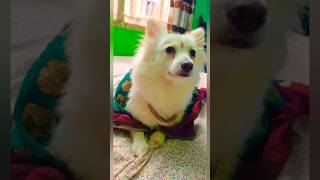 When I needed a handI found a paw🐾❤️Shinydogdogloverpuppypomeraniancuteilovemydogviralvideo [upl. by Elsa]