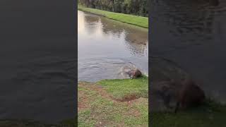 Dog vs capybara😱😱😂 youtubeshorts [upl. by Lenssen]