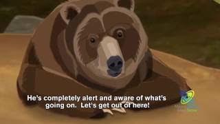 How Do Bears Hibernate [upl. by Annohs]