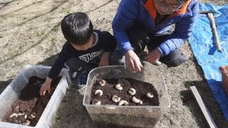 カブトムシの幼虫 マット交換とオスとメスの見分け方 [upl. by Tem]