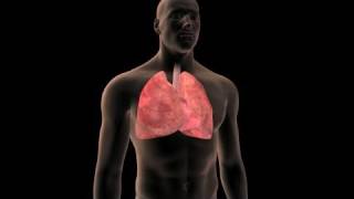 Lung Cancer Prevention [upl. by Yelyak]