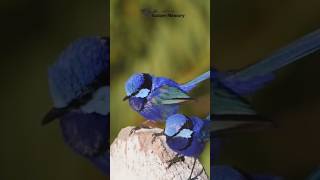 short video beautiful bird shortvideo status beautiful nature bird [upl. by Allista]