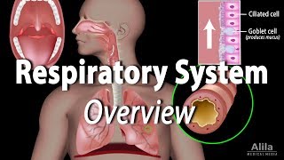 Overview of the Respiratory System Animation [upl. by Yror]