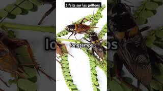 5 faits surprenants sur les grillons [upl. by Azilef114]