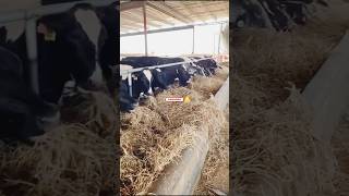 Incredible feed cuttercow farming in the worldfarm cows feed [upl. by Legge475]