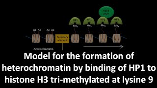 Formation of heterochromatin by binding of HP1 to histone H3 trimethylated at lysine 9 [upl. by Jahncke]