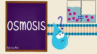 Osmosis  Osmolarity  Osmotic Equilibrium  Transport Across the Cell Membrane  Cell Physiology [upl. by Pallua]