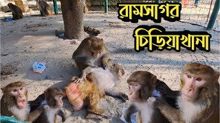 চিড়িয়াখানায় প্রানীদের উকুন মারার দৃশ্য  Animal Best Moments In Ramsagar Zoo  Monkey Moments [upl. by Marlie]