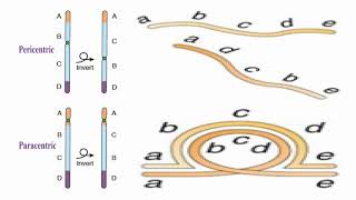 Inverted Chromosome Meaning [upl. by Hcelemile]