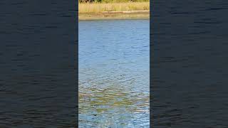 Bufflehead duck birdspotting birds birdwatch wildlife wildlifebirding birdwatching [upl. by Pradeep952]