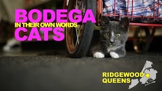 Bodega Cats In Their Own Words Carmel of Ridgewood Queens [upl. by Pattani]