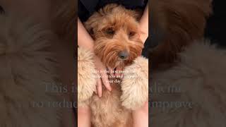 Australian labradoodle is the best medicine to reduce your stress 🐾✨ breeder puppy labradoodle [upl. by Otiragram621]