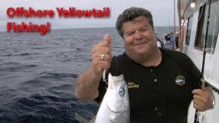 Chief Offshore Fishing for Yellowtail  SPORT FISHING [upl. by Nhguaved]