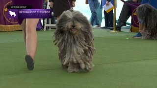 Bergamasco Sheepdogs  Breed Judging 2023 [upl. by Hilbert]