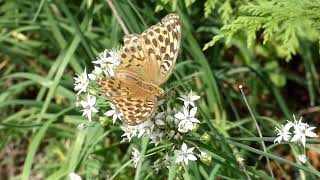 Silverwashed Fritillary Butterfly Visits Asian Chives Flowers for Nectar 240fps [upl. by Gabbey746]