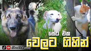 වෙලට ගිහින් l පූසි කෙල්ල ගස් උඩ l Sheeds Family [upl. by Notnats]