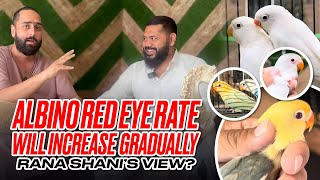 Albino Red Eye Rate Will Increase Gradually Rana Shani’s View [upl. by Yrovi171]