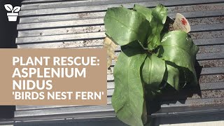 Plant Rescue Asplenium nidus  Birds Nest Fern  Fern Care [upl. by Iznyl]