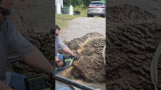 20quot Greenworks commercial 82v chainsaw full bar cut on a 36quot ash cordless battery [upl. by Laban]