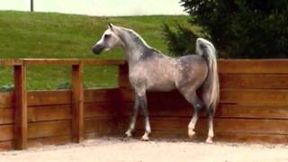 The Quiet Man EQ 2007 Arabian Stallion [upl. by Kloster]