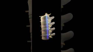 Human vertebral column or backbone 3d animation Urdu  Hindi humananatomy [upl. by Reiss]