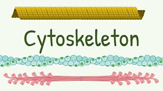 Cell Cytoskeleton Structure amp Functions  Microtubules  Thin Thick and Intermediate Filaments [upl. by Eesyak]