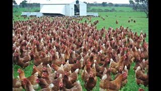 Amazing  Nearly 30 Thousand Chickens and Roosters All at Once out for feeding [upl. by Stephannie]