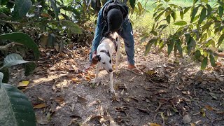 man and dog with mating [upl. by Aihcropal]