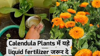 How To Boost Flowers On Calendula Plant  केलेन्ड्यूला पर ढेरों फूल कैसे पांएं [upl. by Demetri]