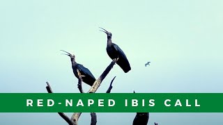 Rednaped ibis aka Indian black ibis call  What does a rednaped ibis sound like [upl. by Anivla]