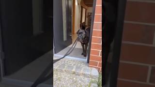 Tür  Training mit Cane Corso Malou canecorso hundetraining [upl. by Nylodam]