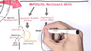 Microbiology  Bacteria Antibiotic Resistance [upl. by Fari]