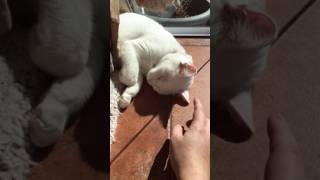 Deaf cat wake up funny scream so loud cute white kitten [upl. by Patt]