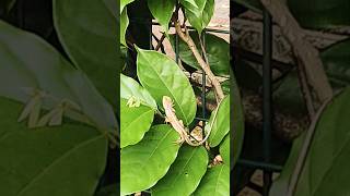 Calotes versicolor gardenlizard nature shorts gardenscapes lizard shortsviral viralshorts [upl. by Christean490]