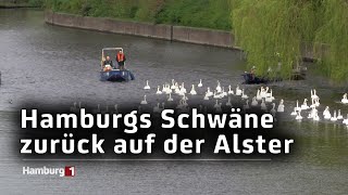 Alsterschwäne sind zurück auf der Alster [upl. by Ruthven]