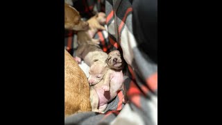 Almost 3 week old Chihuahua puppies get a new pen and start walking [upl. by Shah768]