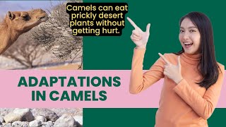 Adaptations in Camels  How Camels Survive in Deserts [upl. by Cyrille327]