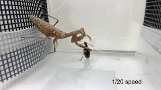 Praying mantis attacks bombardier beetle gets bombed [upl. by Aenej]