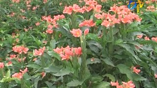 Package of practices for crossandra cultivation [upl. by Annavas]