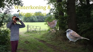 Vogel beginnerscursus deel 2 6  Winterkoning amp Heggenmus [upl. by Hammerskjold905]