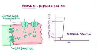 3 2 Action potentials in myocytes [upl. by Adniroc83]