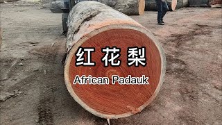 一分钟了解非洲木材红花梨 Wood Knowledge An Introduction To African PadaukVermillion [upl. by Elia340]