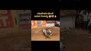 ಹೋರಿ ಲವರ್ 😎🥰 bull bulllovers jallikattu horihabba jallikattuimages horilover cow [upl. by Now53]