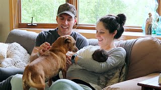 Pets Meet Baby For The First Time [upl. by Nojid]