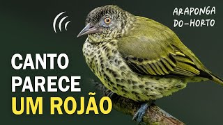 CANTO INTRIGANTE da ARAPONGADOHORTO e outras aves da Mata Atlântica  Passarinhando na floresta [upl. by Morgana]