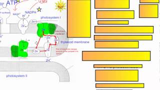 Photosynthesis Part 3 Cyclic Photophosphorylation IB Biology [upl. by Roberta]