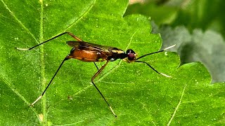 the dance of stiltlegged fly [upl. by Gerome520]